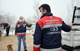 Ankara Büyükşehir Belediyesi sokak hayvanlarına...