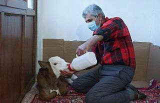 Annesi ölen ‘Garip’ isimli buzağıya, evlerinde...