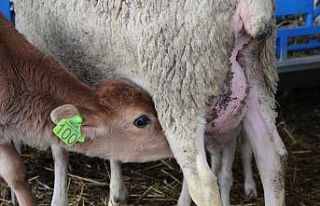Annesi sandığı koyundan süt emen buzağı görenleri...