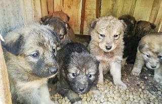 Annesiz kalan 12 yavru köpek koruma altına alındı