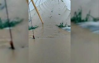 Antalya’da fırtına ve yağmur çilek seralarını...