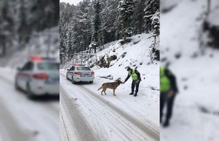 Antalya’da jandarmadan sokak hayvanlarına yiyecek