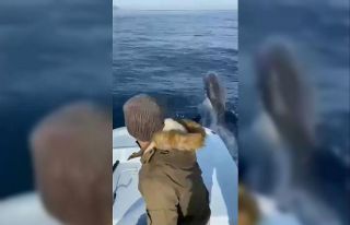 Antalya’da yunuslar tekneyle yarıştı, balıkçılar...