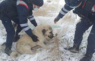 Aracın çarptığı köpeği, jandarma hayvan hastanesine...