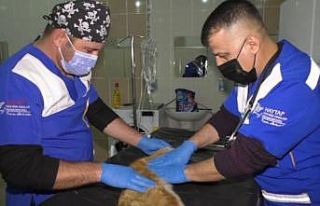 Aracın çarptığı ve kalbi duran kedi, kalp masajı...