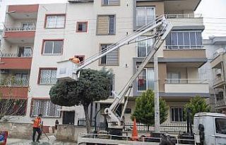Araçları kaldırıp ağaçları budadılar