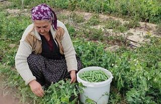 Araka hasadı 2 ay önce başladı