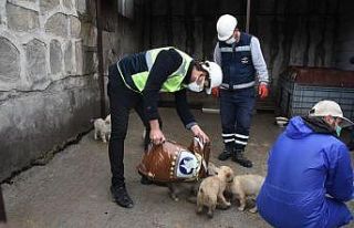 Arızayı gideren ekiplerin hayvan sevgisi