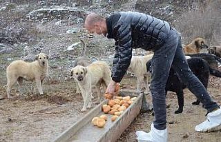 Artan ekmekler sokak hayvanlarına gidiyor