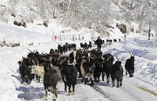 Artvin’de besicilerin zorlu kış şartlarıyla...