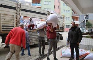 Artvinli boğacılara yem desteği