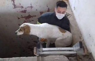 Asansör boşluğuna düşen köpeğin imdadına itfaiye...