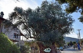 Asırlık zeytin ağaçları tarihe meydan okuyor