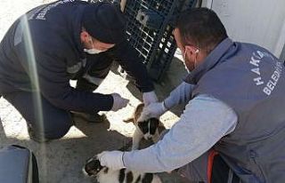 Askeri üs bölgesindeki can dostlar aşılandı