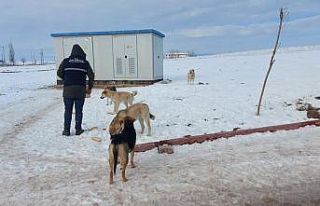 Aslanapa Belediyesi’nden sokak hayvanlarına yiyecek