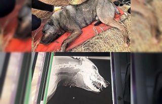 Av tüfeği ile köpeği vuran şahıs jandarma tarafından...