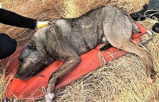 Av tüfeğiyle vurulan köpek telef oldu