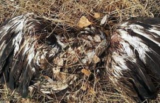 Avcılar tarafından vurularak öldürüldü