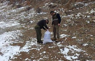 Avcılar yaban hayvanları için doğaya yem bıraktı