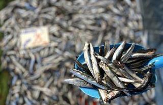 Avlanma yasağı vatandaşların hamsi özlemini arttırdı