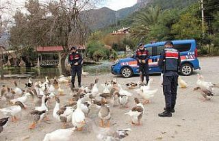 Azmak’taki ördekleri Jandarma besledi