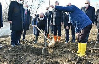 Bafra’da zeytincilik ve cevizcilik yaygınlaşıyor