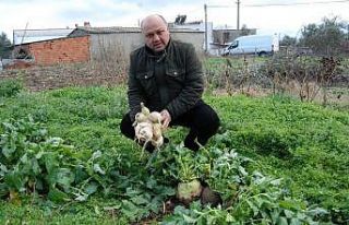 Bahçesinde dev turp yetiştirdi