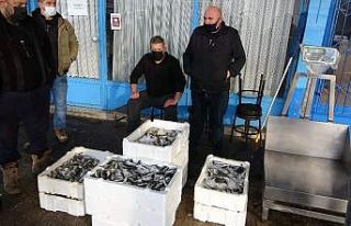 Balıkçılar gelecek yıl Karadeniz’de hamsi bolluğu...