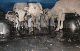 Balıkesir’de jandarma 13 aranan şahsı yakaladı