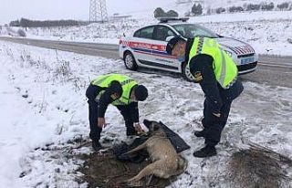 Balıkesir’de jandarmadan yaralı köpeğe duyarlı...