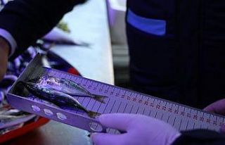 Balıkların boyları teker teker ölçüldü