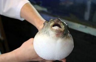 Balon balığının Akdeniz’den Van’a ’ölüm’...