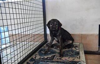 Barınakta kedi ve köpeklere ısıtıcılı koruma