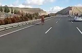Başıboş at otobanda hipodromdaymış gibi koştu