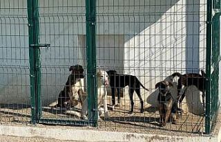 Başıboş köpeklerin Aksu’ya bırakıldığı...