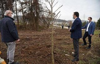 Başiskele’de fidan dikimine devam ediliyor