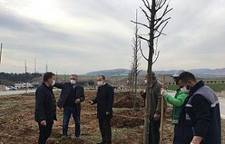 Başkan Kılınç ağaçlandırma çalışmalarını...