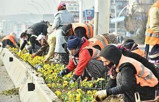 Başkent menekşe kokacak