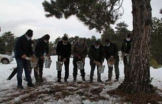 Başpınar yaylasında yaban hayvanları için yem...