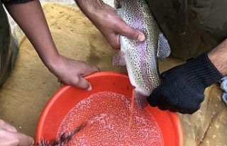 Bebek gibi bakılıyor tek tek el masajıyla yumurtaları...