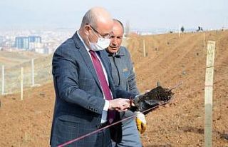 Belediye, Hızırağa mevkine ağaçlandırma ve peyzaj...