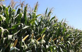Besleyicilik değeri yüksek silajlık mısır çeşitleri...