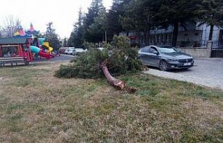 Beyşehir’de şiddetli fırtına ağaçları devirdi