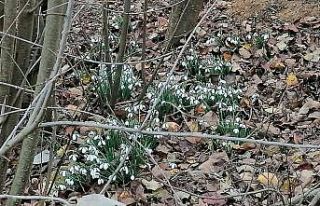 Bilecik’e kış gelmeden kardelen çiçekleri açtı