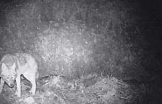 Bilecik’te fotokapanlar sayesinde yaban hayat hakkında...