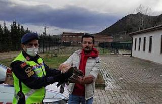 Bilecik’te yaralı şahine jandarma ekipleri sahip...