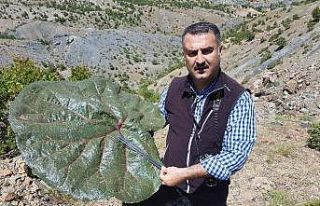 Bilim dünyası yeni bitki türü keşfetti