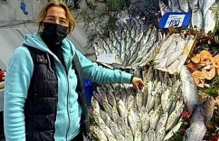 Bilinçsiz avlanma lüfer balığını bitiriyor