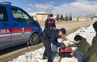 Bitkin haldeki baykuş koruma altına alındı