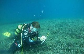 BM desteğiyle deniz çayırları için mücadele...